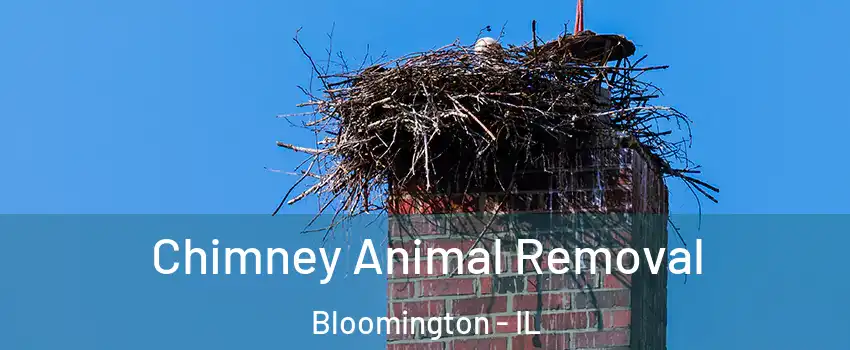  Chimney Animal Removal Bloomington - IL